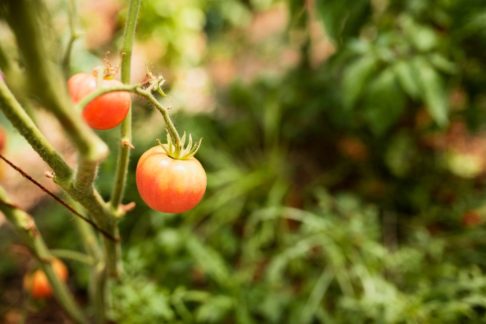 <p><img src="https://novosti-murmanskoy-oblasti.ru/uploads/posts/2024-11/1732821356_close-up-growing-red-tomato-branch_23-2148269581.jpg" alt="" /></p>
<p><em>Дачники любят томат София за его неприхотливость, раннеспелость, плотные плоды и высокую устойчивость к болезням.</em></p>
<p>Это идеальный выбор для начинающих и опытных огородников. Куст компактный, 1-1,5 м в высоту. У помидоров округлая форма, в ярко-оранжевый цвет при зрелости. Вес каждого овоща от 150 до 200 г.</p>
<p>Этот томат отличается приятным, сладким вкусом. Идеально подходит и для употребления в свежем виде, и для салатов и закусок.</p>
<p>Урожайность под плёночными укрытиями достигает около 4,6 кг с 1 кв. м. София относится к среднеранним сортам со сроком созревания 100-105 дней.</p>
<p>Хорошо переносит пониженные температуры и переувлажнение.</p>
<p>После появления всходов рассаде нужно обеспечить круглосуточное досвечивание на 3-5 дней, затем сократить его до 18-20 часов, а к четвертой-пятой неделе уменьшить до 11-12 часов. Поливать нужно 1-2 раза в неделю в течение первых трёх недель, после чего увеличить до 3-4 раз в неделю до высадки.</p>
<p>У томата София есть множество преимуществ:<br />— отличный вкус плодов;<br />— высокая урожайность даже в неблагоприятных условиях;<br />— компактные кусты, удобные для выращивания в теплицах и на открытом грунте;<br />— устойчивость к болезням, таким как фитофтороз и мучнистая роса;<br />— раннеспелость, позволяющая получить урожай раньше большинства сортов.</p>
<p>Среди недостатков отмечают потребность в регулярных подкормках, склонность к загущённости, низкая устойчивость к трещинам при сильных дождях, требовательность к пасынкованию.</p>
<p><em>Ольга Артасова</em></p>
<p><em>Фото: freepik</em></p>