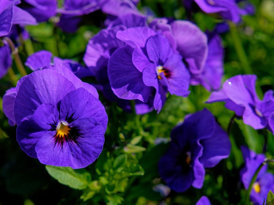 <p><img src="https://novosti-murmanskoy-oblasti.ru/uploads/posts/2024-11/1732904984_closeup-shot-beautiful-purple-pansy-flowers-field_181624-32609.jpg" alt="" /></p>
<p><em>Петунии прекрасно цветут с ранней весны и до самых холодов. Даже легкие заморозки выдерживают.</em></p>
<p>Петунии — мои самые любимые цветы. Они очень неприхотливы и трудолюбивы, радуют яркими цветами с ранней весны и до поздней осени. Сегодня хочу поделиться сортами, которые обычно сажаю на своем участке.</p>
<p>Опера Распберри айс — очень быстро и мощно растет. У нее достаточно крупные цветы.</p>
<p>Капела Хэлло Еллоу — желтое чудо, которое светится солнце! Я не смогла пройти мимо и купила ее, когда увидела как она сияет! Очень быстро растет в свободном грунте. Цветов дает много!</p>
<p>Сорт Грозовое небо (Лайтинг скай) невозможно не заметить — словно мерцающие звезды на бутонах!</p>
<p>Тумберлина Анна — это королевские цветы! Сильно разрастается и в вазоне ей быстро становится тесно. Ее хорошо сажать в грунт.</p>
<p>Ее родственница Тумберлина Кэнди Флосс растет в грунте. Это полуампель, очень сильно разрастается. Ветки длиной около метра.</p>
<p>Из расцветок очень люблю малиновые и фиолетовые. Ну и, конечно, мои фавориты — тайдалы!</p>
<p><em>Ольга Артасова</em></p>
<p><em>Фото: freepik</em></p>